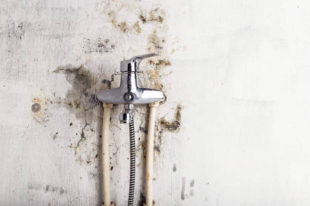 Redwood Falls, MN Mold Removal Company