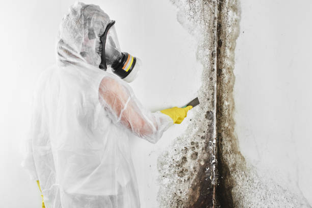 Best Commercial Mold Removal  in Redwood Falls, MN