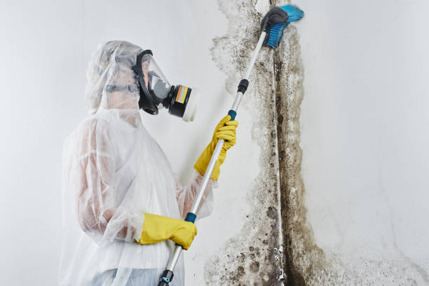 Best Mold Testing  in Redwood Falls, MN