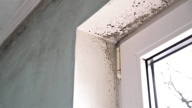 Best Residential Mold Removal  in Redwood Falls, MN