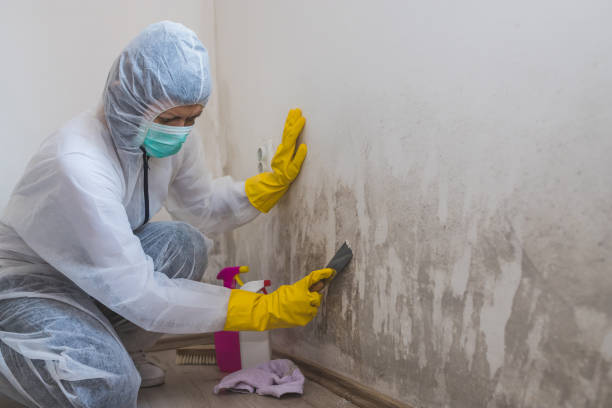 Best Mold Remediation Experts  in Redwood Falls, MN