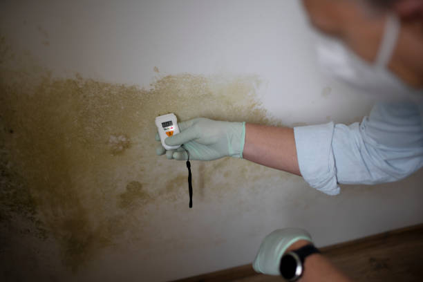Best Mold Remediation Services  in Redwood Falls, MN