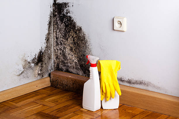Best Toxic Mold Removal  in Redwood Falls, MN