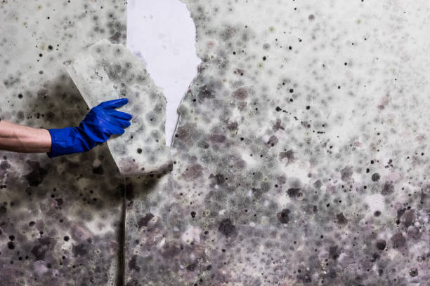 Certified Mold Removal in Redwood Falls, MN