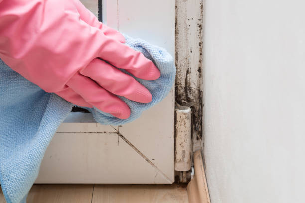 Best Certified Mold Removal  in Redwood Falls, MN
