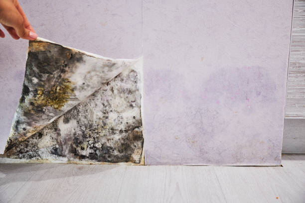 Best Attic Mold Removal  in Redwood Falls, MN